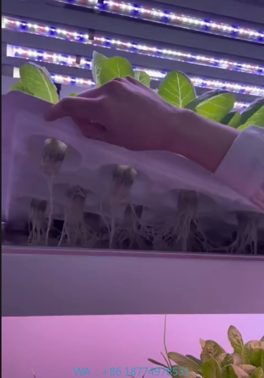 Hydroponic Farming Agriculture - f Теплица Сельскохозяйственное оборудование для выращивания