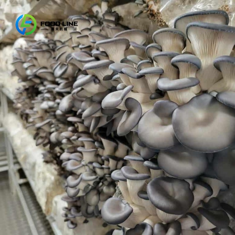 Модульная контейнерная ферма д – обзор и цена Hydroponic Farming Agriculture