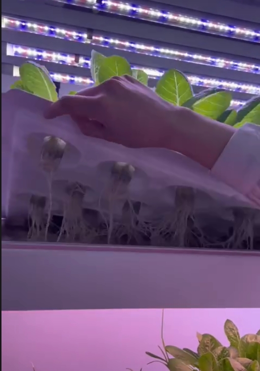 Вертикальная гидропонная башен – обзор и цена Hydroponic Farming Agriculture