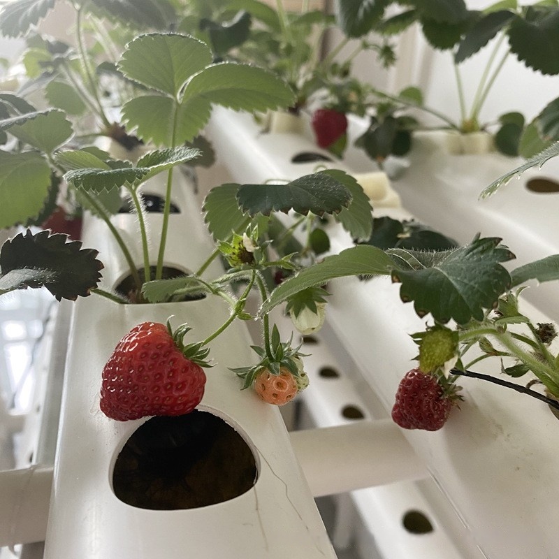 Гидропонная система NFT: верти – обзор и цена Hydroponic Farming Agriculture