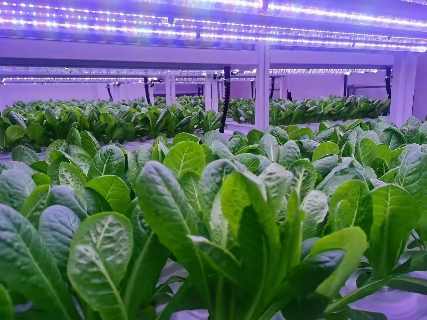 f Теплица Сельскохозяйственное – обзор и цена Hydroponic Farming Agriculture