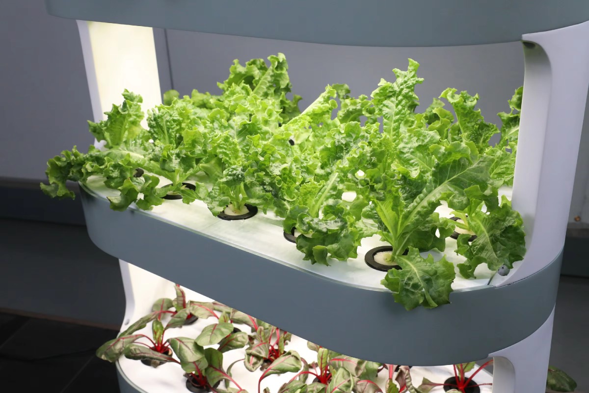 Оптовая продажа уникального ги – обзор и цена Hydroponic Farming Agriculture