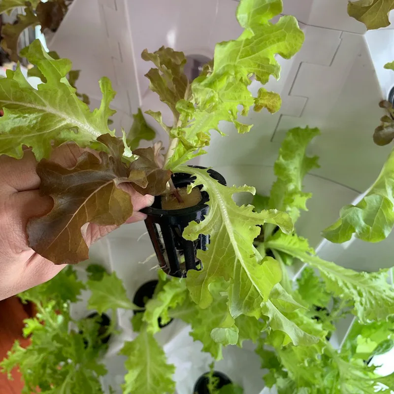 Сельскохозяйственные теплицы,  – обзор и цена Hydroponic Farming Agriculture