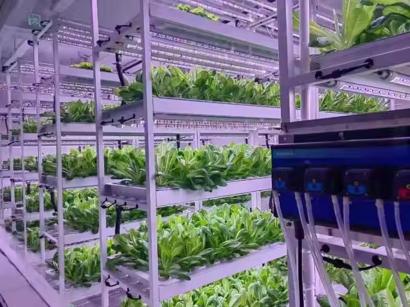 Вертикальная гидропонная башен – обзор и цена Hydroponic Farming Agriculture