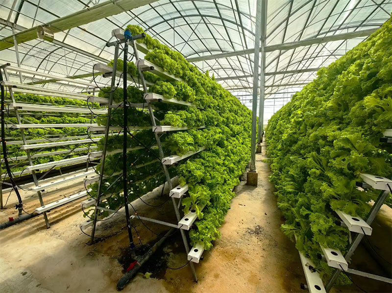 Сельскохозяйственные теплицы С – обзор и цена Hydroponic Farming Agriculture