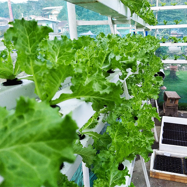 Сельскохозяйственные теплицы С – обзор и цена Hydroponic Farming Agriculture